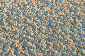 Many traces of birds in the sand.