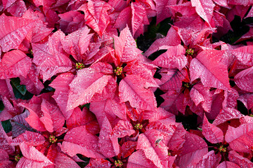red poinsettia plants with water droplets on leaves. Full frame background - Powered by Adobe