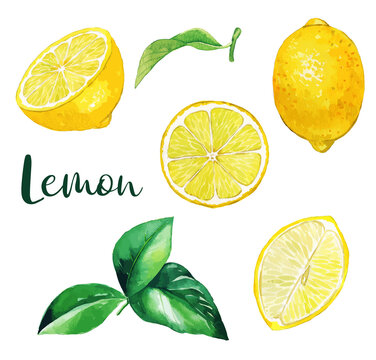 Yellow lemon fruits and leaves, watercolor fruit