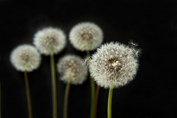 A few white dandelions on a black background, flat layer