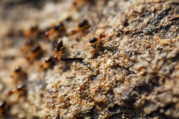 brown ants crawl along a rocky road