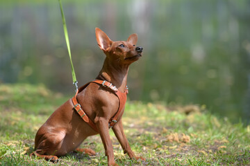 Miniature pinscher with uncut ears in the park