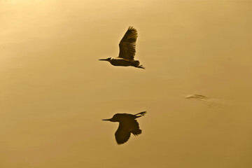 Brazilian fauna birds