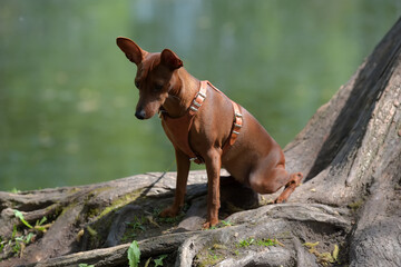 Miniature pinscher with uncut ears in the park