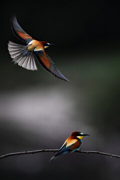 European bee-eaters are seen in Torre d'Isola, near Pavia