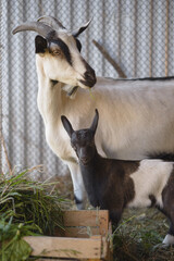 A small spotted kid goat with big ears and a mother goat. Selective focus, copy space