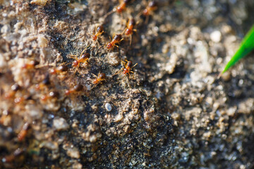 brown ants crawl along a rocky road