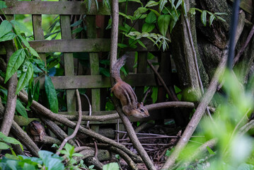 chipmunk on the run 