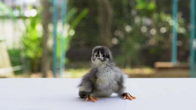 Black Baby Australorp Chick sit on white cloth cover the table with bokeh and blur garden at an outdoor field