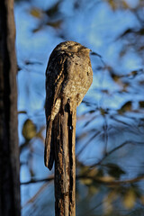 Brazilian fauna birds