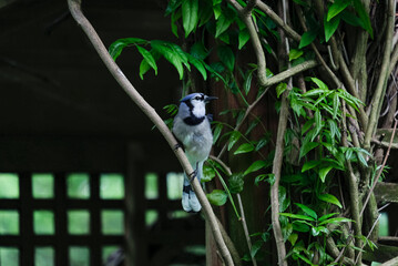 perched bluejay