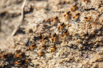 brown ants crawl along a rocky road