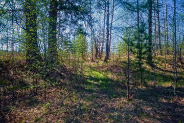 Spring landscape on the banks of a small forest river. Forest trees with blossoming foliage.