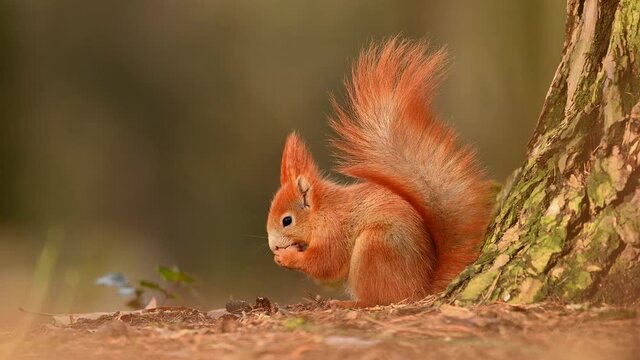 Red squirrel, cute animal, natural environment, close up, detail, eat nut,  Sciurus vulgaris
