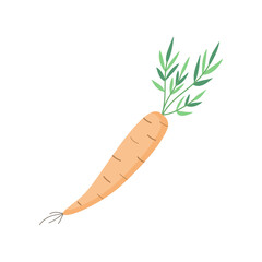 Carrot vegetable vector illustration icon. Hand drawing orange carrot with rootlets and stalks. Isolated.