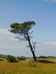 Fototapeta premium lonely tree in the field
