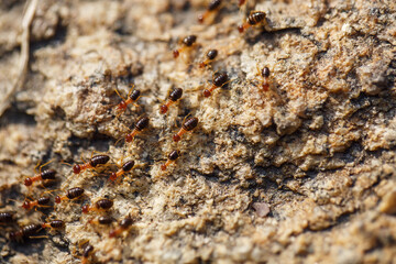 brown ants crawl along a rocky road
