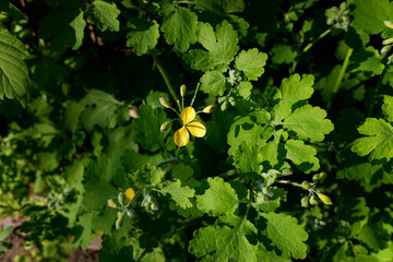 Celandines flower and foliage close up