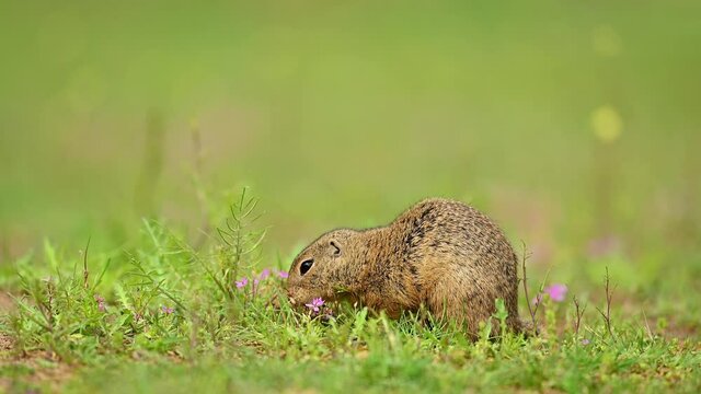 Cute European ground squirrel in the natural environment, feed, wildlife, close up, spring, among the flowers, Spermophilus citellus, Europe