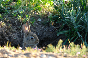 Wild baby European rabbit comes out of his burrow and look at camera. 