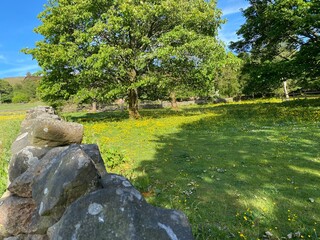 Meadow with flowers and old trees, on the hills above Midgley, Calderdale, Yorkshire