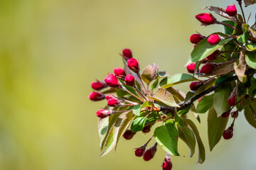 Redbuds of the apple tree