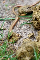 Close up of Anguis fragilis, a legless lizard, reptile native to Europe, known as deaf adder, a slowworm, a blindworm, or regionally, a long-cripple next to horse droppings. Poland, Europe 