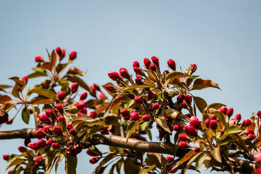 Redbuds of the apple tree