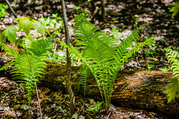 Fern in the city park  