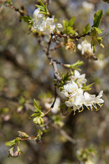 Blooming plum tree, plum tree branch covered with white flowers and foliage background.