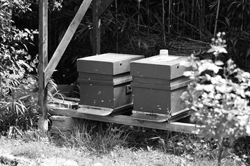 bees on a beehive