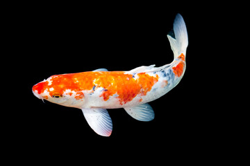 Fancy carp swimming in a pond. Fancy Carps Fish or Koi Swim in black background, Movement of Swimming and Space.