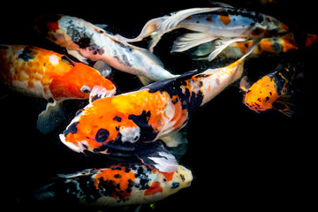 Obraz na płótnie Canvas Fancy carp swimming in a pond. Fancy Carps Fish or Koi Swim in black background, Movement of Swimming and Space.