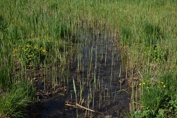 Am See in Laax in der Schweiz im Mai 2020