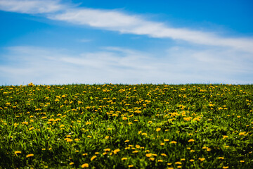 Dandelions in the meadow sunny springtime day 