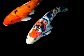 Fancy carp swimming in a pond. Fancy Carps Fish or Koi Swim in black background, Movement of Swimming and Space.