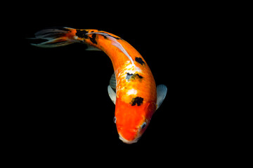 Fancy carp swimming in a pond. Fancy Carps Fish or Koi Swim in black background, Movement of...