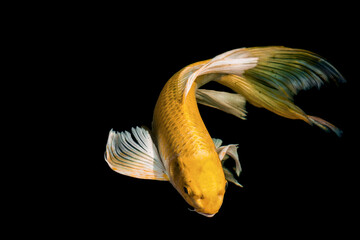 Fancy carp swimming in a pond. Fancy Carps Fish or Koi Swim in black background, Movement of Swimming and Space.