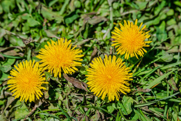 Dandelions in the meadow sunny springtime day 