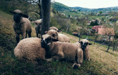 Sheep Flock on Pastures