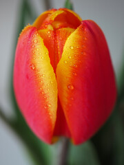 ONE RED TULIP WITH DROPS