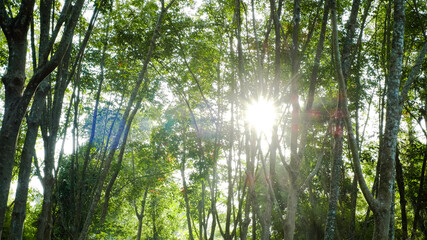 Naklejka premium Beautiful light of morning sun in Thailand, Sun light shine through the tree in morning, Beautiful flare light of beginning new day with warm sunbeam light, Atmosphere of morning in rural