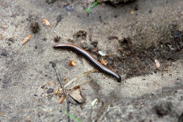 Close up of Ommatoiulus sabulosus, also known as the striped millipede, a European millipede of the family Julidae on sandy ground. Poland, Europe