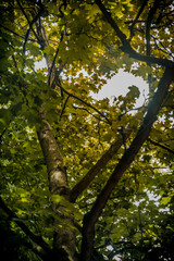 autumn in the forest