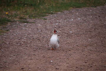 baby arctic tern