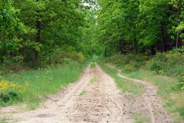 View of an unsealed road overgrown with lush bushes of blooming yellow flowers of Cytisus scoparius. the common broom or Scotch broom bushes in a pine forest. Poland, Europe 