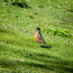 robin on the grass