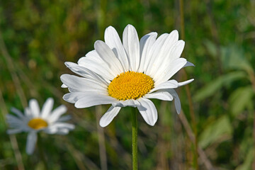 Ox-eye daisy / Magerwiesen-Margerite (Leucanthemum vulgare)