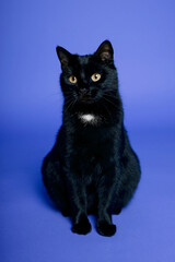 Black cat on blue background. Friday the 13th