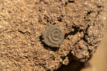 Byzantine copper coins from the reign of Emperor Justinian 1. Excavations of the winery in the ancient fortress of the 5th century in the town of Byala. Pentanummium.